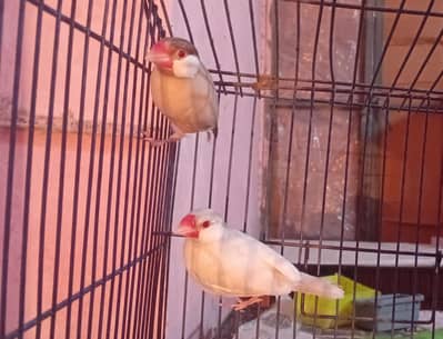 opal male and fown female