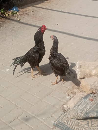 kala nawab wala ka pair