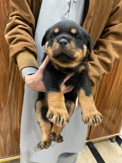 Rottweiler female puppy