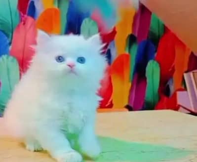 Persian female kitten for sale My WhatsApp number 03 25 022 67 56