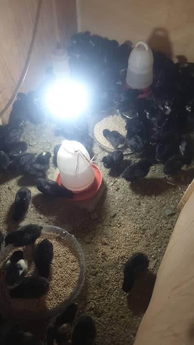 black australorp healthy chicks