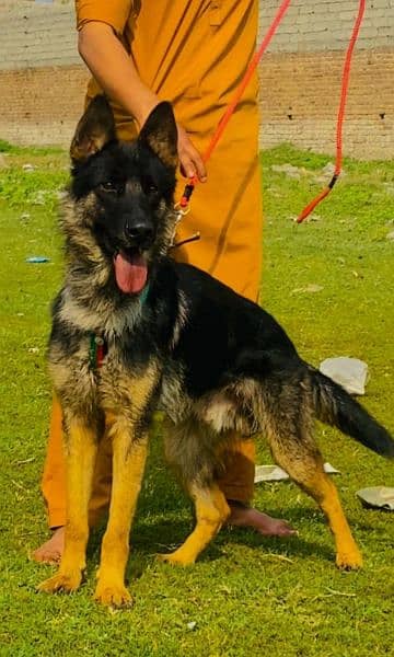 German shepherd mail 5 mahnt for sale active healthy available