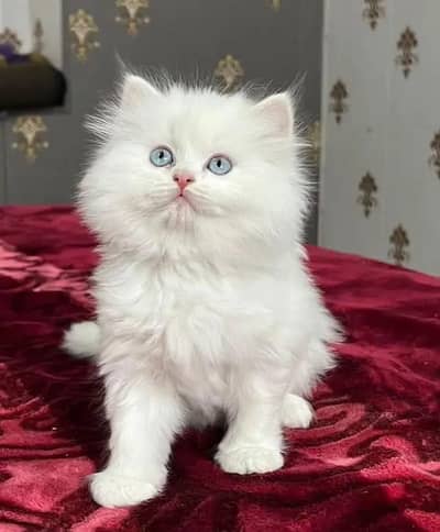 Persian cat for sale my WhatsApp number  0324-12-95-120