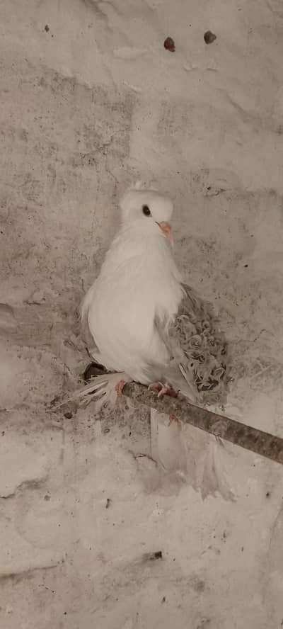 silver frill back age 9 month femal Faisalabad. 03026566623