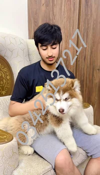 Siberian husky puppies 03425137217