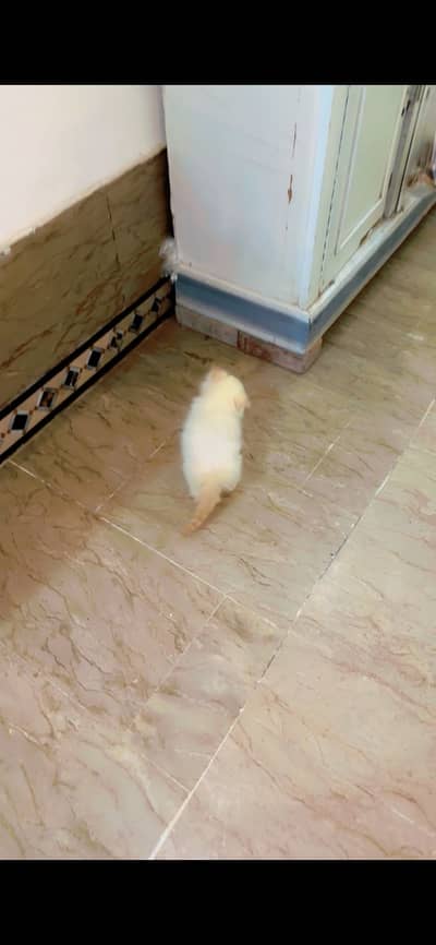 Triple coat kitten strong bleed line playing and fluffy