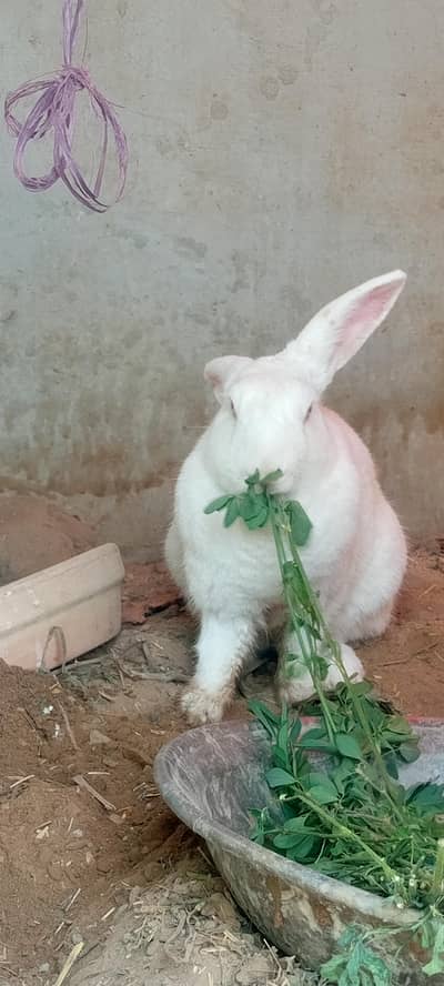 1 male 2 female new zealand rabbits