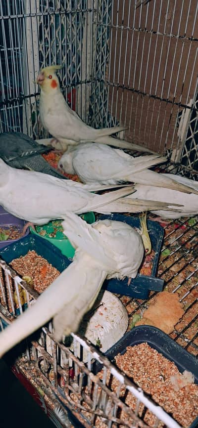 Handtame Cocktail | Cocktail | Parrots | Handtamed Cocktail |