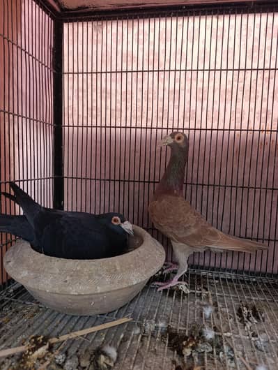 Top Quality English carrier breader pairs