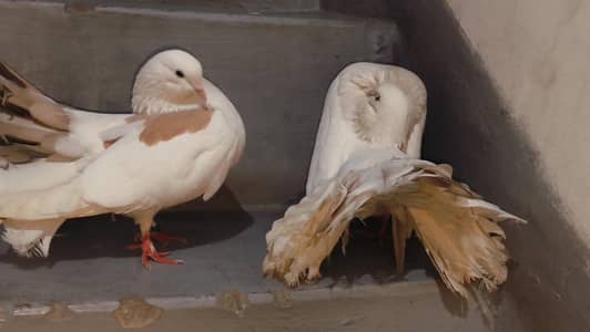 Brown & White Laka Full Tail Beauty