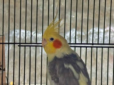 Cockatiels parrot high quality big size of crown