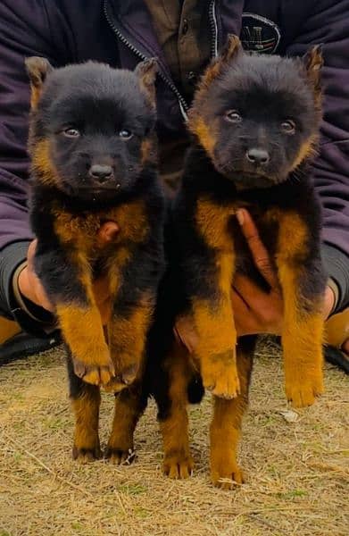 German shepherd long cout pair for sale active and healthy