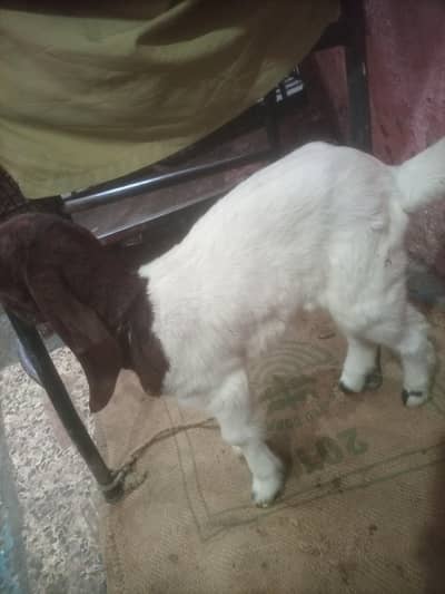 kamori female kid for sale