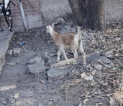pure teddy male pink nose white eyes