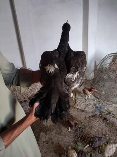 Mushqi High Quality Amroha Bangum Aseel Pathi