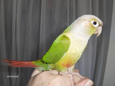 full hand tame canoure parrot look like this picture