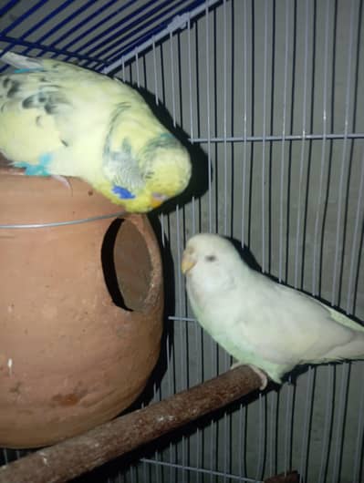 Top Quality Exhibition pied male red eyes exhibition female