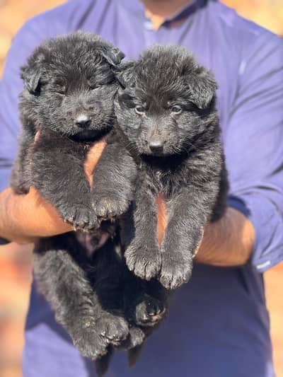 Black shepherd pedigree female puppies available