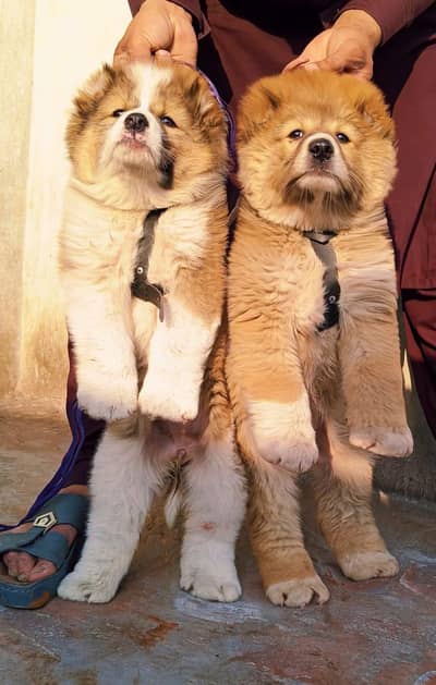 Pure Alabia Pair for sale Age 2 Month outh only Security dogs