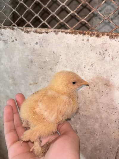Golden heavy buff chicks (total 6)