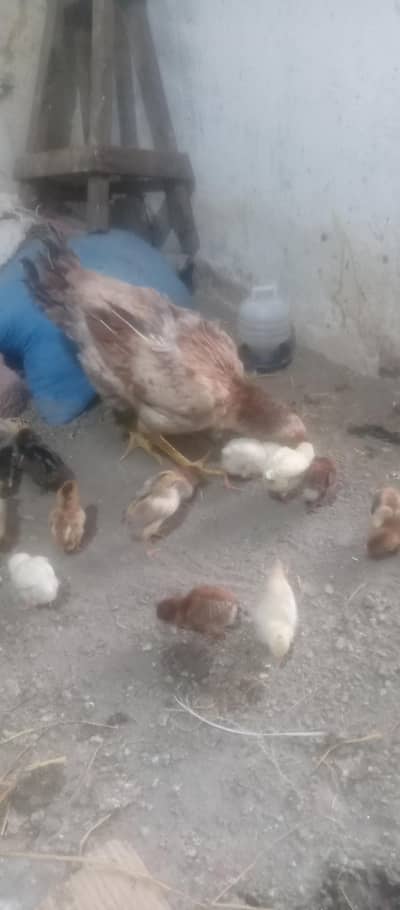 aseel murghi sath 18 bachy