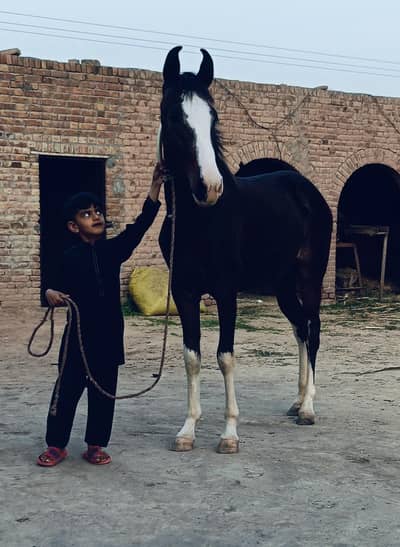 Brand wacheri pure ravi breed