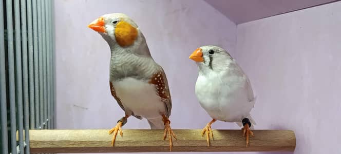 Ready to Bread Zebra Finch Pairs  & Fawn  Java Breader For Sale