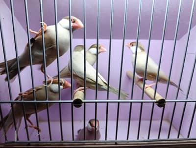 Fawn Java Breaker Pairs &  Pathay  For Sale