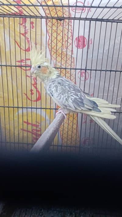 BREEDER COCKTAIL FEMALE