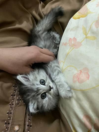 very active Persian kitten grey with white color