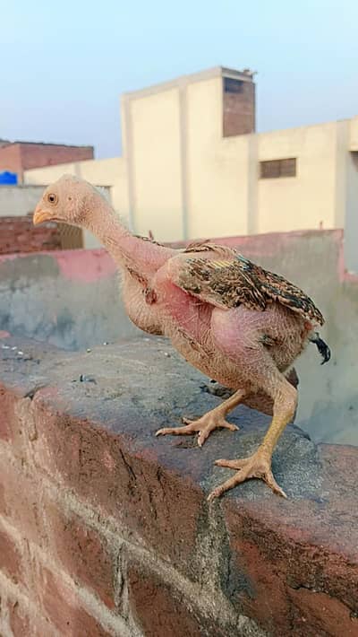 Bermi Male Chick serious person contact only