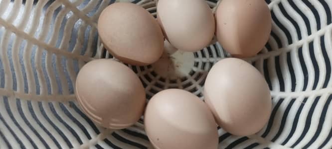 white heavy buff eggs for sale  in reasonable price