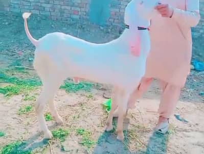 Gulabi Bakra 2 Dant Bakra hai Call Number:_03291198926