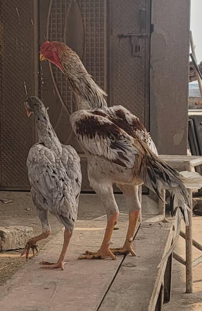 saleta pair and japnese shamo pair