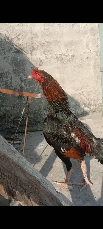 Top quality aseel pair