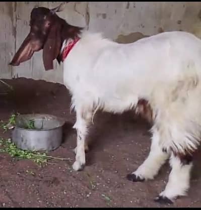 Andu patera Bakra for sell