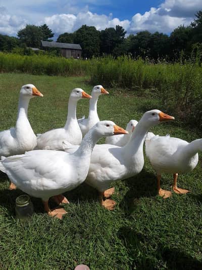 Ducks for sale