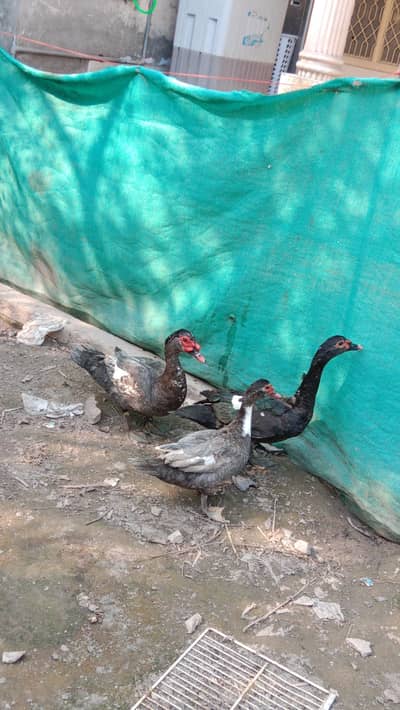 Gray Moscovy Ducks