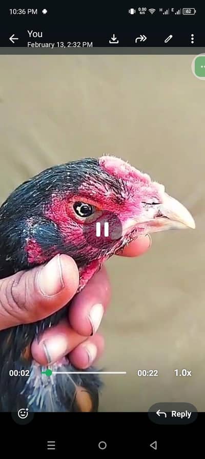 black eyes peela shajra choras nalio may