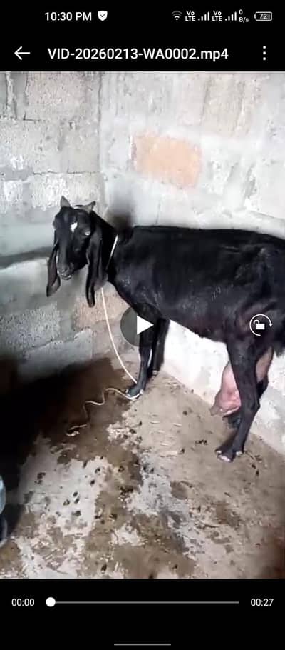 2 Goats for sale  with kids