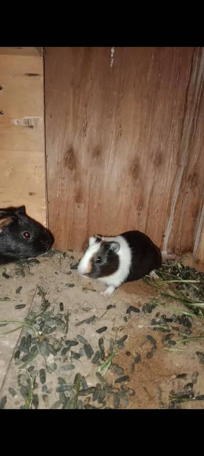 Guinea Pig's