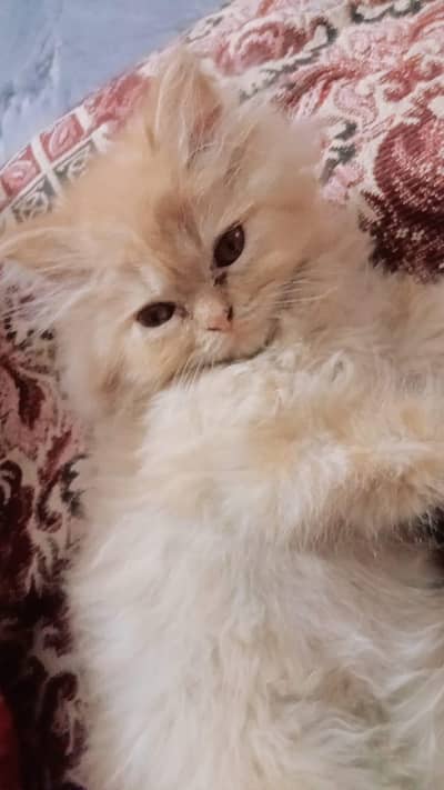 Persian Female Kitten