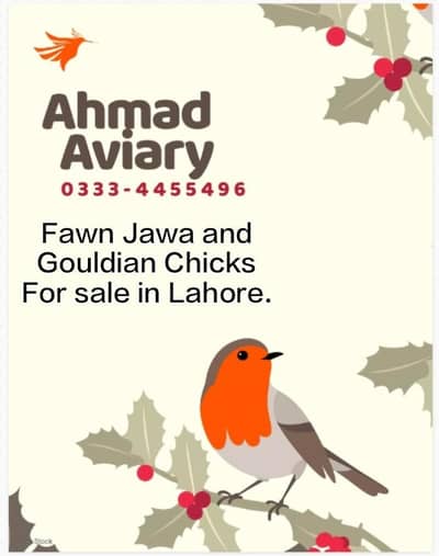 Fawn jawa chicks and Gouldian Chicks for sale