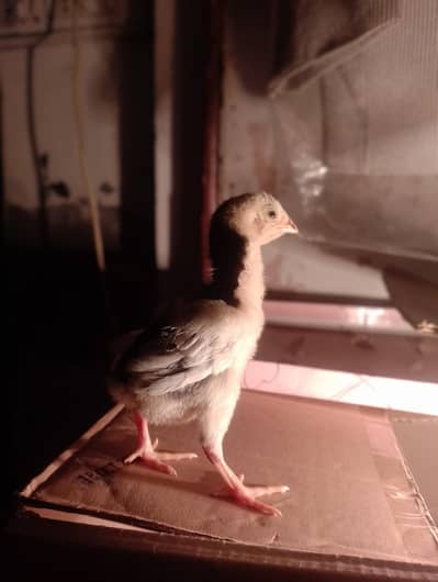 female h Abi Kuch din ma male be hoo Ga