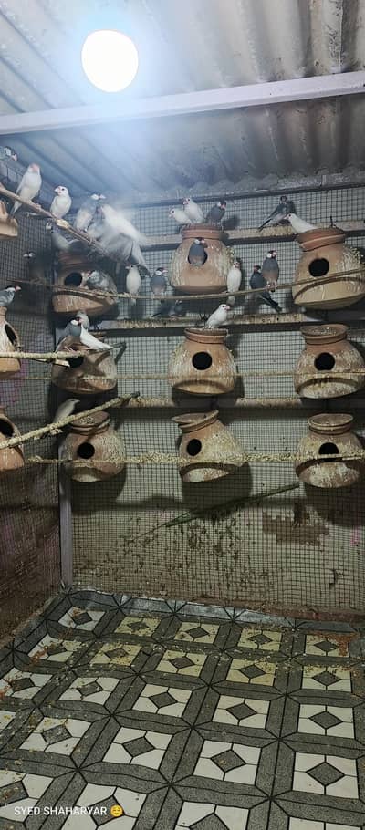 java breeder colony ha for sale 03128935987