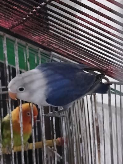 beautiful pair of love bird for sale contact number (0328_9982_059)