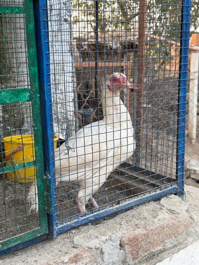 heera aseel madi nok nali white