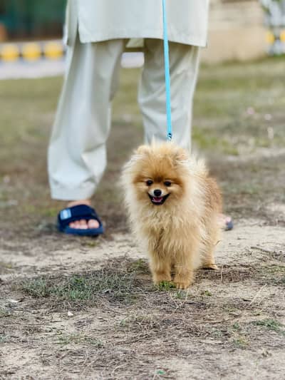 Healthy Imported Pomeranian Pair Super Cute & Playful