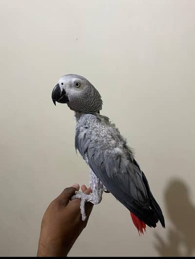 African grey parrot for sale!