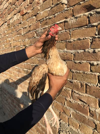 Pure Aseel Mianwali breed